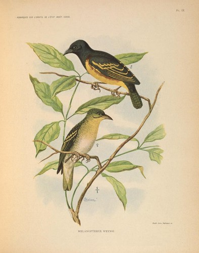 Weyns's Weaver