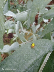 Araniella displicata