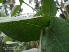 Araniella displicata