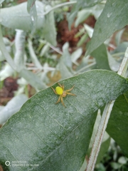 Araniella displicata