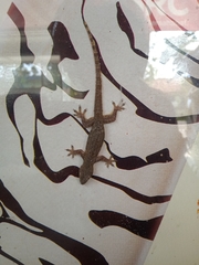 Hemidactylus platyurus