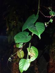 Cissus pteroclada