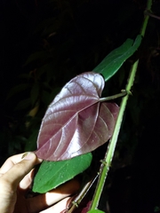 Cissus pteroclada