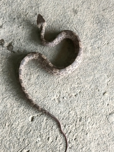 Guanyinshan Mountain Pitviper