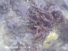 Acanthophora