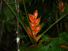 Heliconia bihai