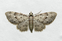Bosara emarginaria