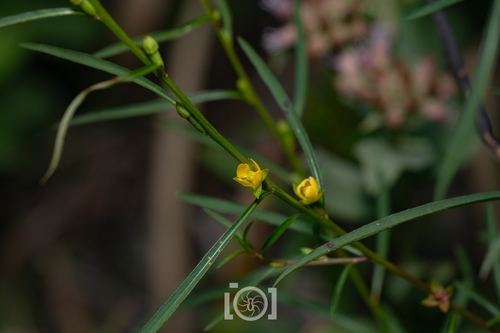Narrowleaf Primrose-willow (Ludwigia linearis)