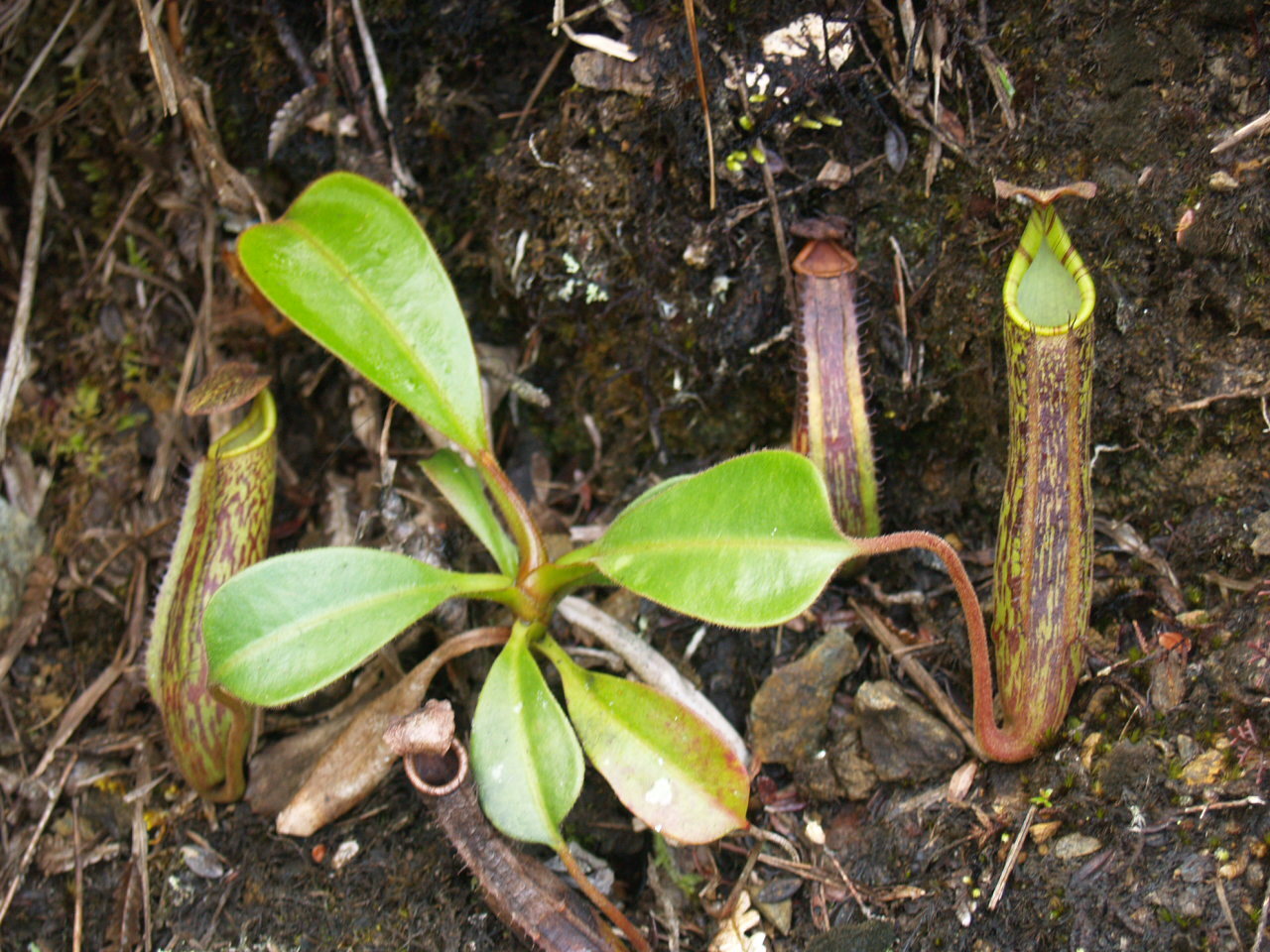 Nepenthes zakriana · iNaturalist