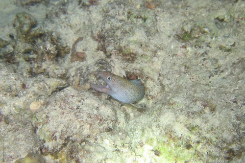 Pharaoh's Moray — seen at this dive site