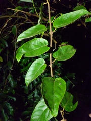 Actinidia