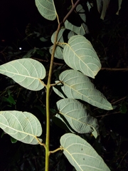 Actinidia