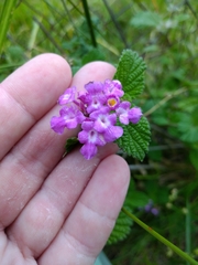 Lantana megapotamica