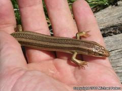 Plestiodon gilberti cancellosus