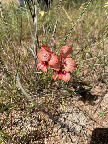 Gladiolus meliusculus, photograph 5