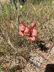 (c) Simon Tamblyn, some rights reserved (CC BY) Gladiolus meliusculus, photograph (c) Simon Tamblyn, some rights reserved (CC BY)