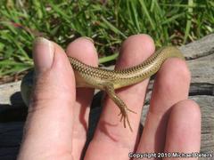 Plestiodon gilberti cancellosus