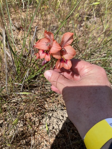 Gladiolus meliusculus, photograph 6