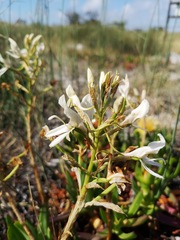 Disa draconis