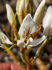 Disa draconis