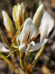 Disa draconis