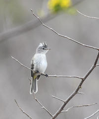 Pseudelaenia leucospodia