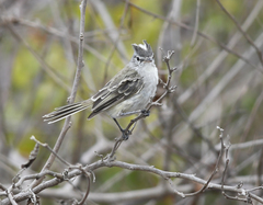 Pseudelaenia leucospodia