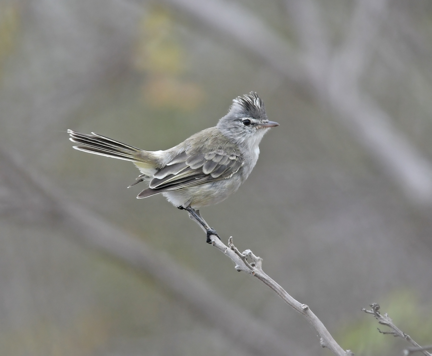 Grey-and-white Tyrannulet illustration