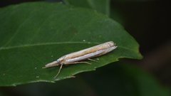 Angustalius malacellus