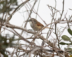 Synallaxis stictothorax