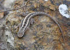 Microlophus occipitalis