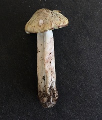 Tricholoma aestuans