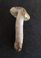 Tricholoma aestuans