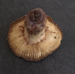 Russula ventricosipes