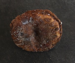 Russula ventricosipes