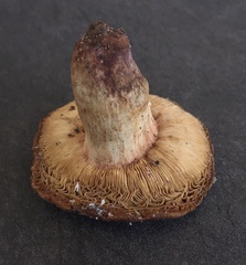 Russula ventricosipes