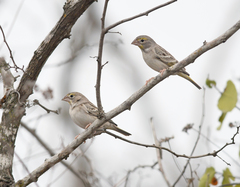 Sicalis taczanowskii
