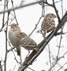 Sicalis taczanowskii
