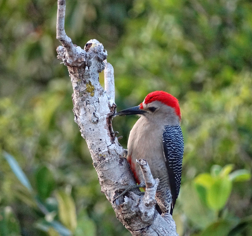 Golden-fronted Woodpecker, photo 2 of 8