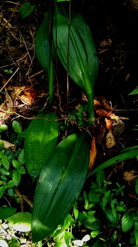 Griffinia alba