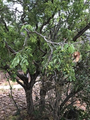 Pseudolachnostylis maprouneifolia