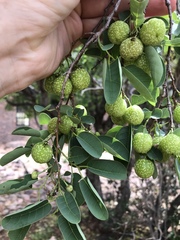 Pseudolachnostylis maprouneifolia