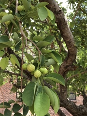 Pseudolachnostylis maprouneifolia