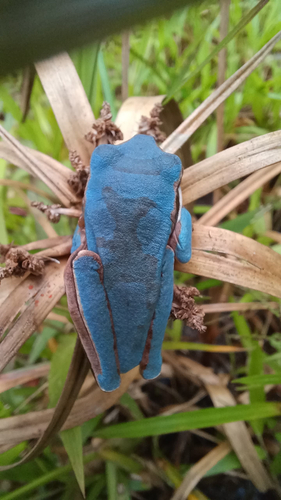 Masked Tree Frog, San Carlos, Alajuela, CR, photo 7 of 10
