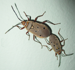 Probergrothius exsanguis