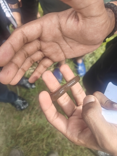 Hirudinaria manillensis observed 2025-09-17
