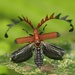 Net-winged Beetles - Photo (c) Amila P Sumanapala, some rights reserved (CC BY-NC), uploaded by Amila P Sumanapala