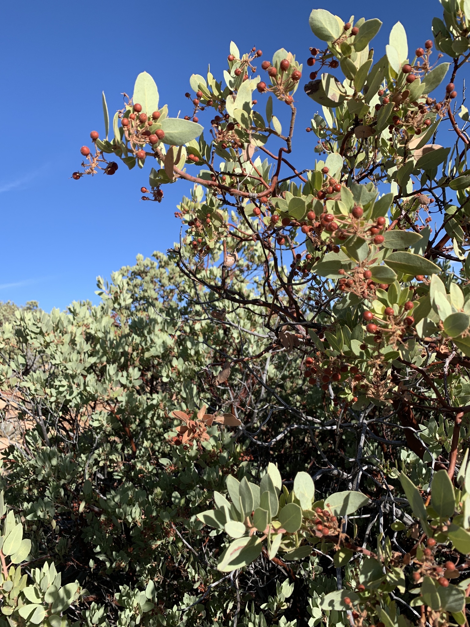 Arctostaphylos pringlei ssp. pringlei