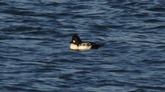 Bucephala clangula × islandica