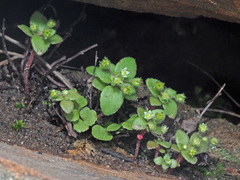 Crassula strigosa